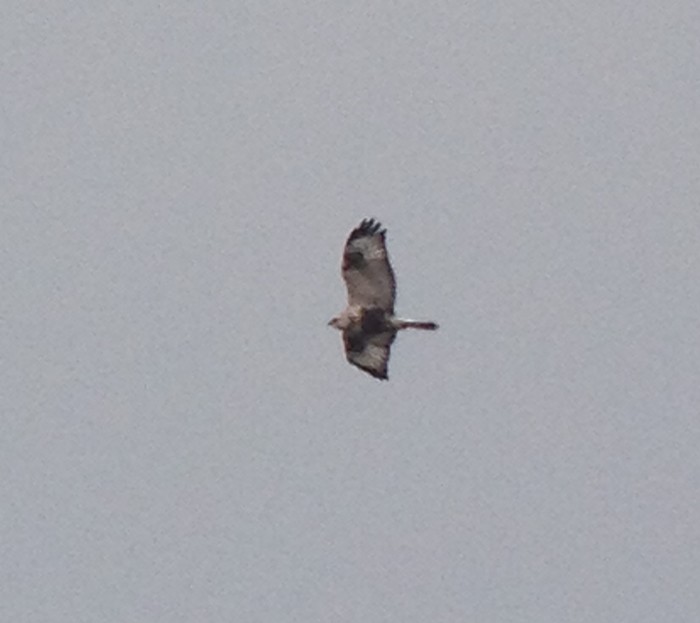 Rough-legged Buzzard