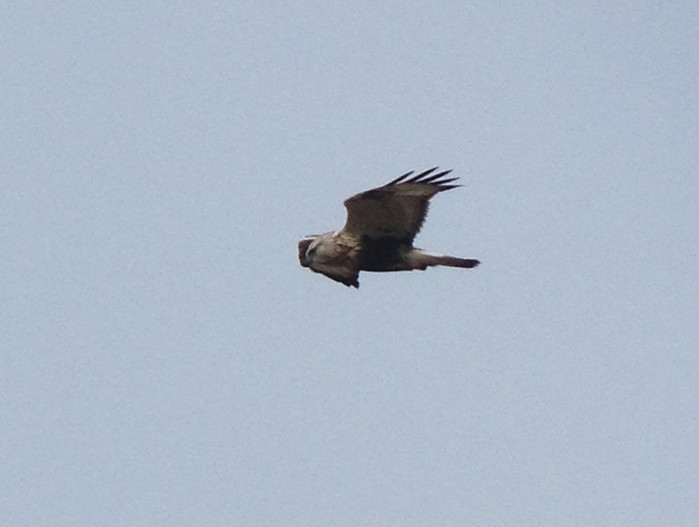 Rough-legged Buzzard