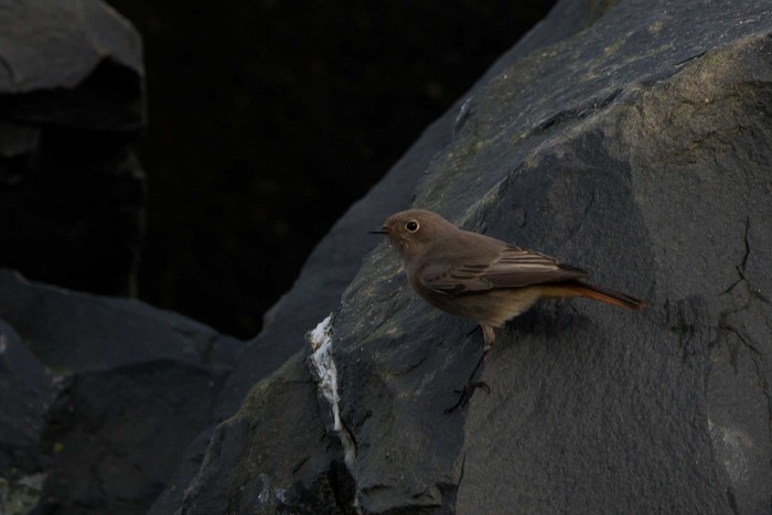 Black Redstart
