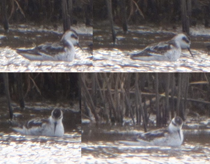 Red-necked Phalarope