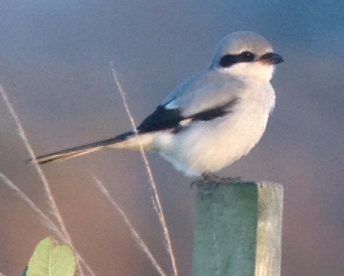 Great Grey Shrike