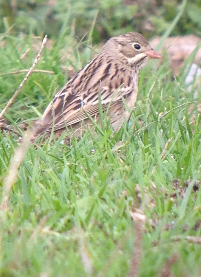 Ortolan Bunting