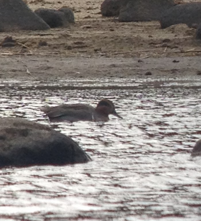 Green-winged Teal