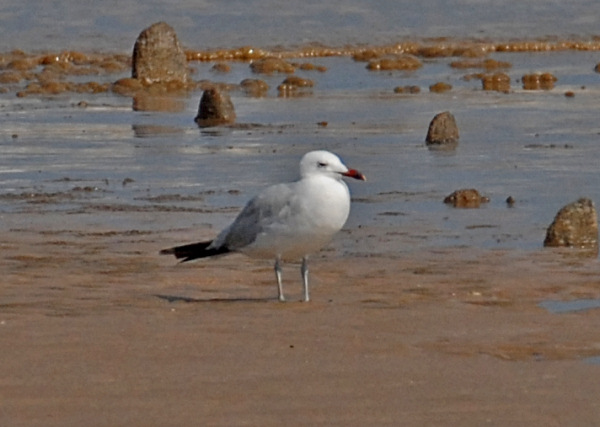 Audouin's Gull