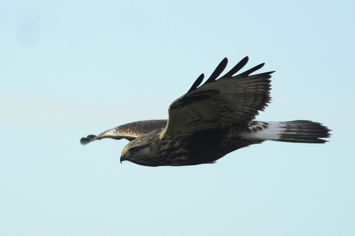 Rough-legged Buzzard
