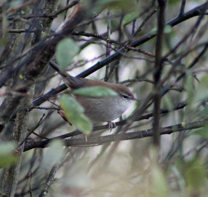Cetti's Warbler
