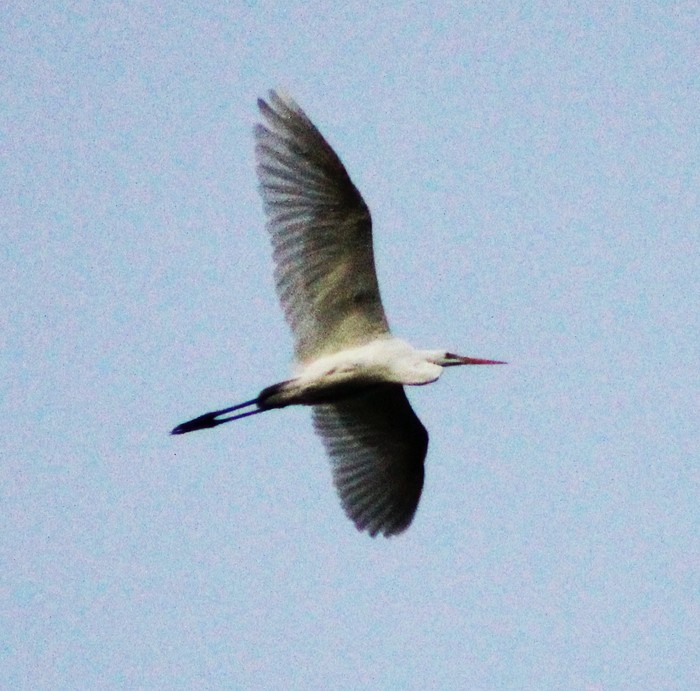 Great White Egret