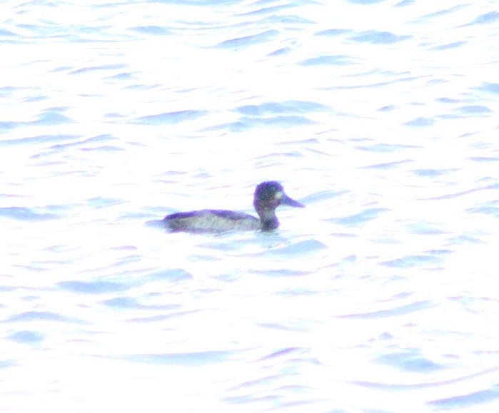 Scaup