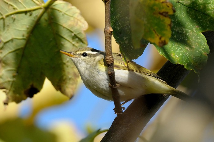 Eastern Crowned Warbler