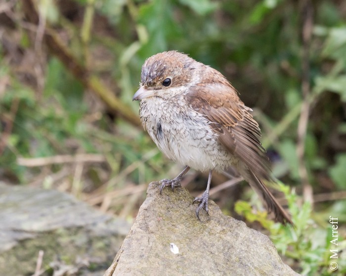 Red-backed Shrike
