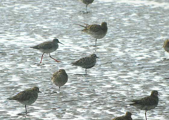 Pacific Golden Plover