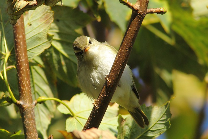 Eastern Crowned Warbler