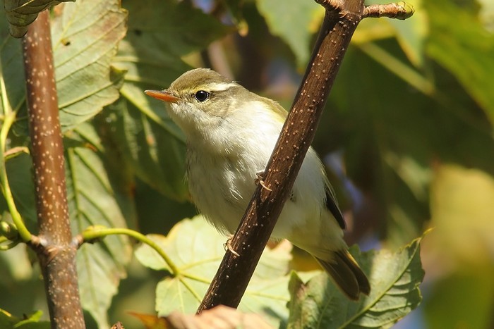 Eastern Crowned Warbler