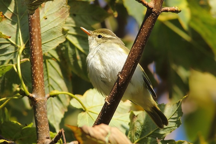 Eastern Crowned Warbler