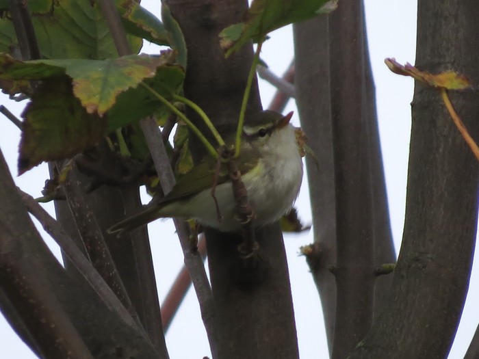 Eastern Crowned Warbler