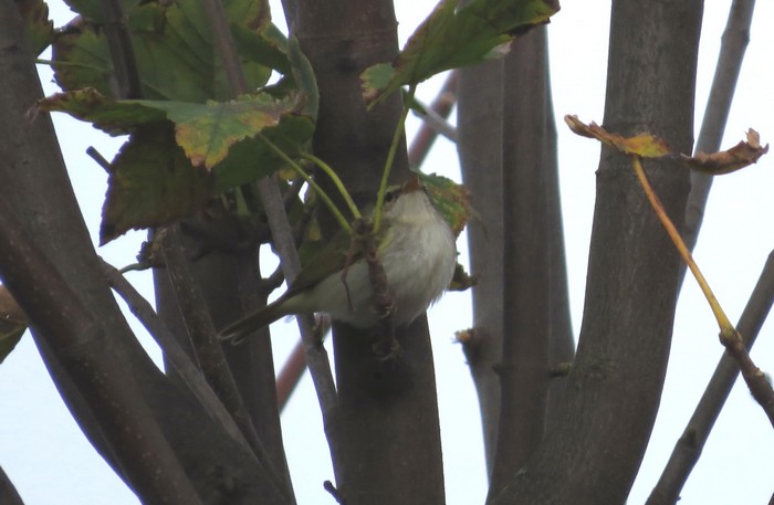 Eastern Crowned Warbler
