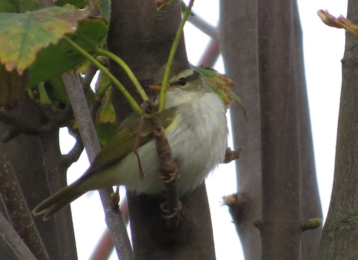 Eastern Crowned Warbler
