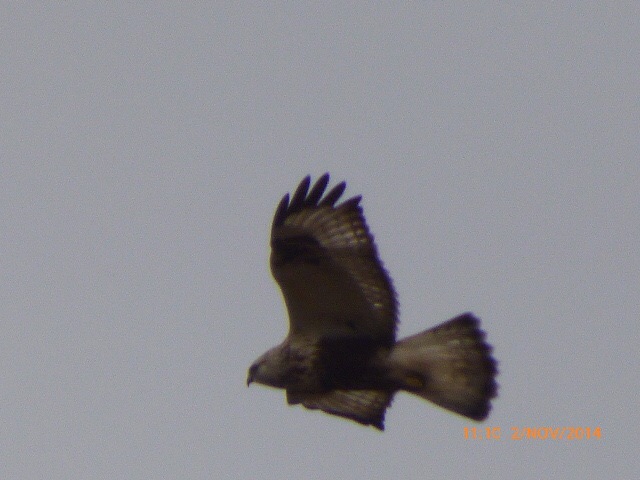 Rough-legged Buzzard
