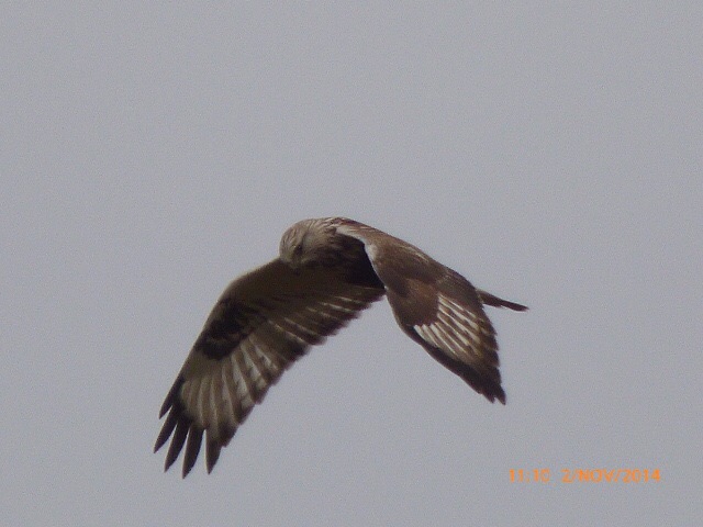 Rough-legged Buzzard
