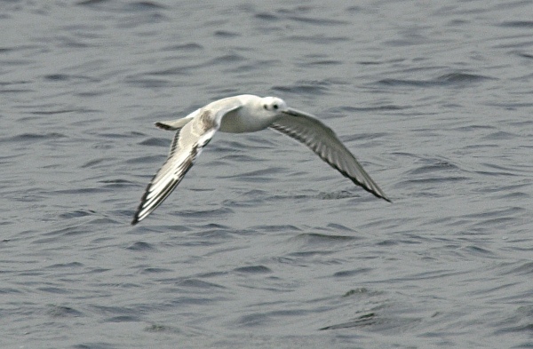 Bonaparte's Gull