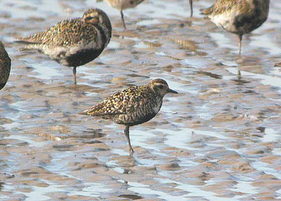 Pacific Golden Plover