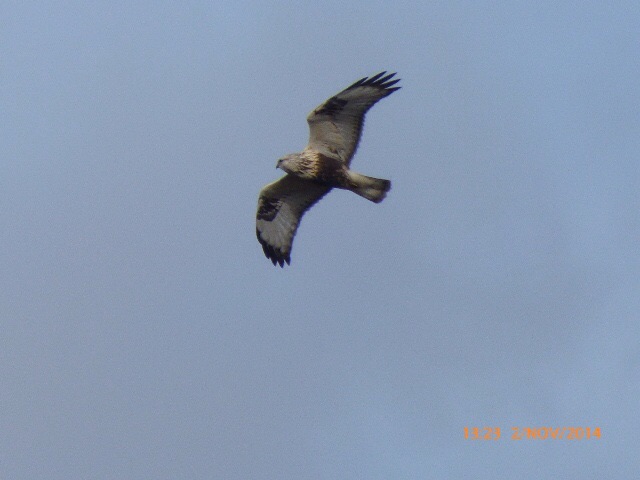 Rough-legged Buzzard
