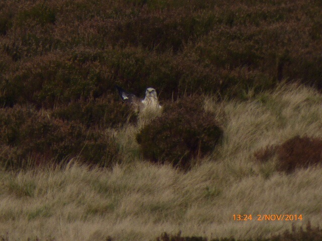 Rough-legged Buzzard