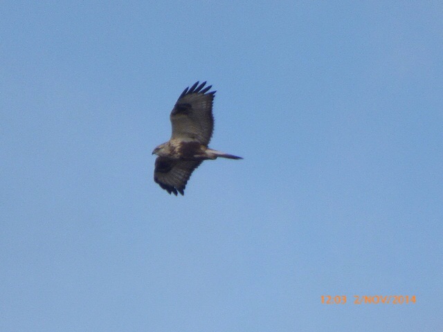 Rough-legged Buzzard