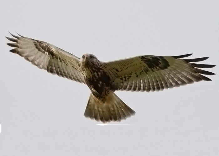 Rough-legged Buzzard