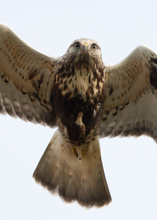Rough-legged Buzzard