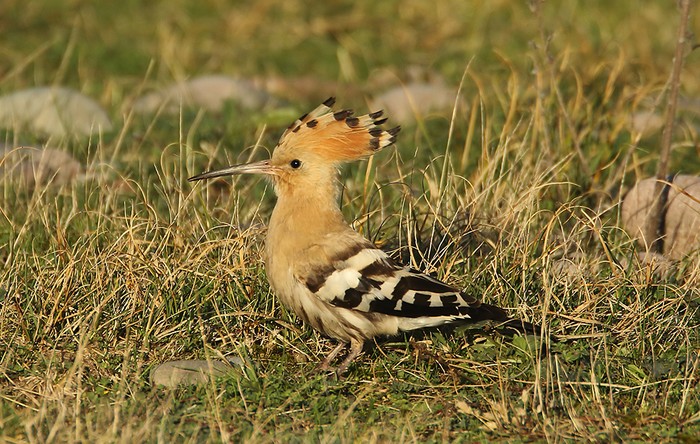 Hoopoe