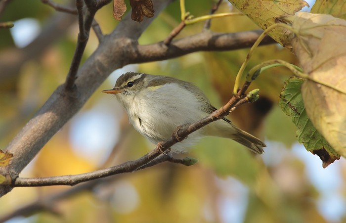 Eastern Crowned Warbler