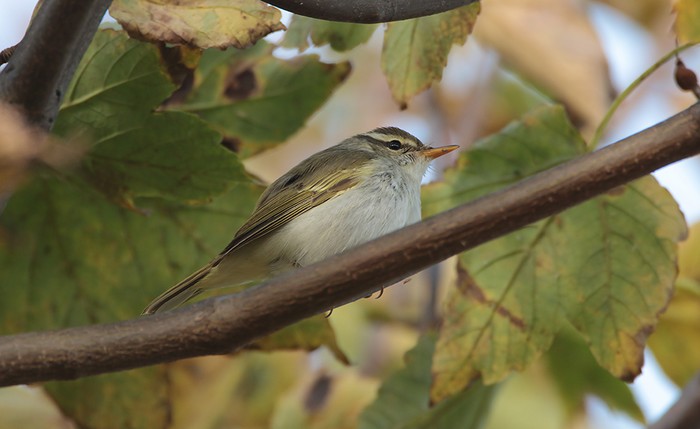 Eastern Crowned Warbler