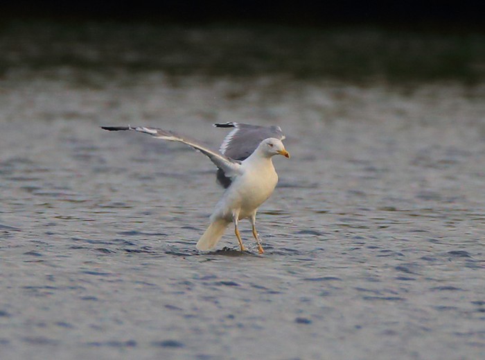 Yellow-legged Gull