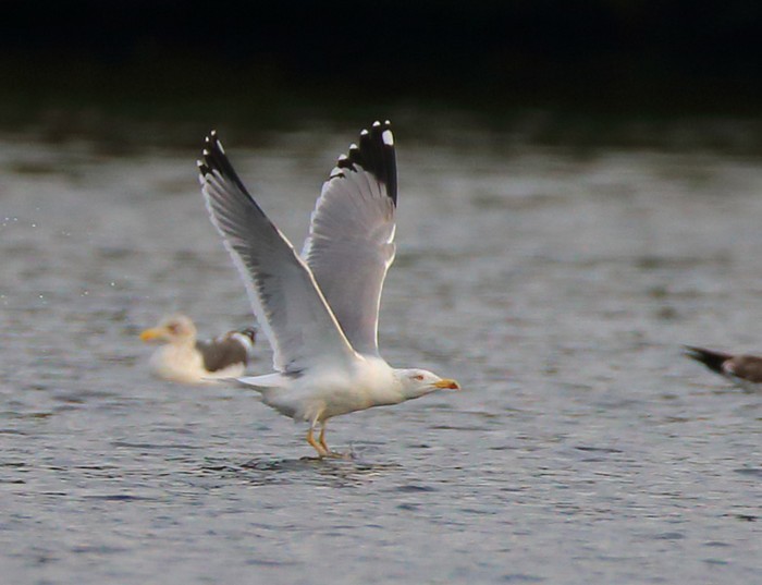Yellow-legged Gull