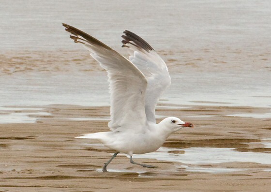 Audouin's Gull
