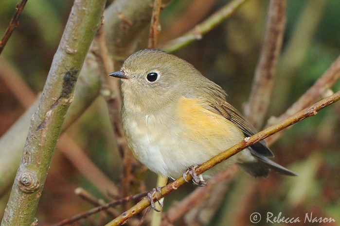 Red-flanked Bluetail