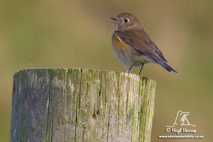 Red-flanked Bluetail
