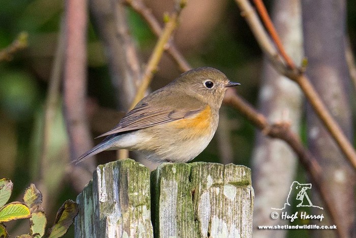 Red-flanked Bluetail