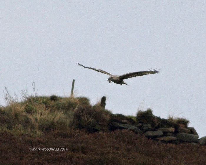 Rough-legged Buzzard