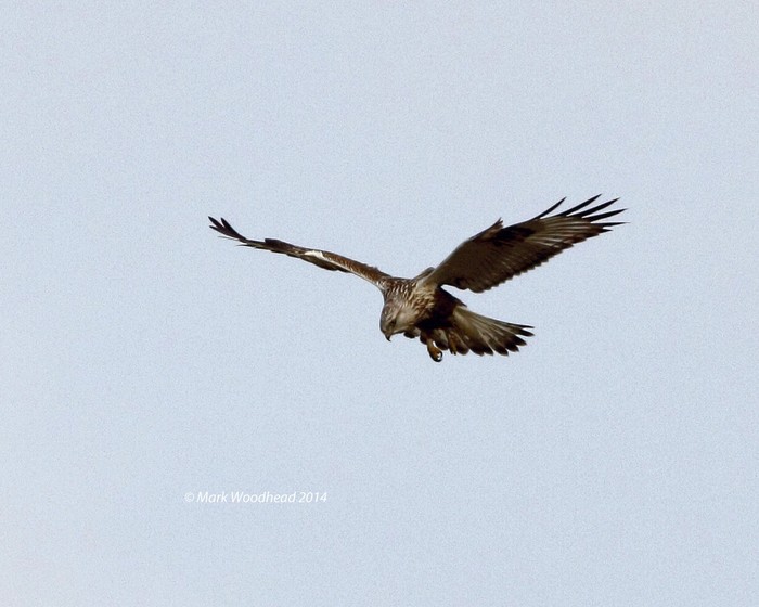 Rough-legged Buzzard