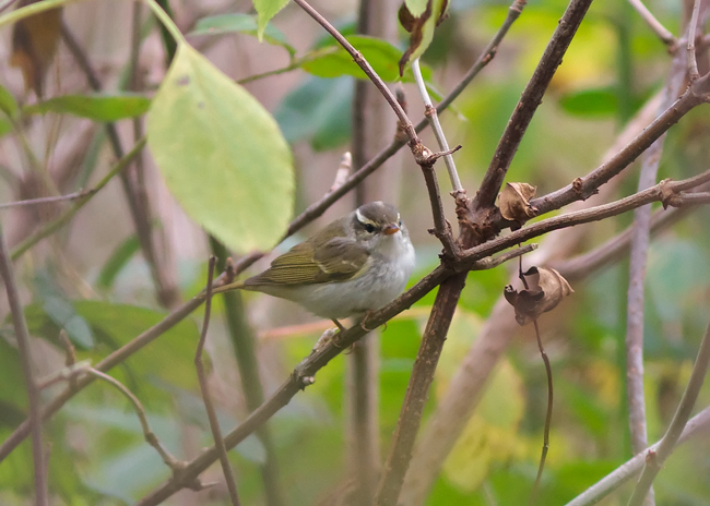 Eastern Crowned Warbler