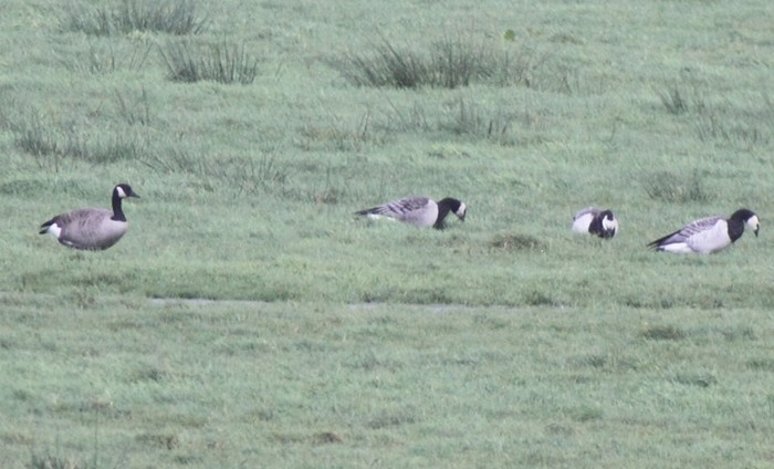 Canada Goose