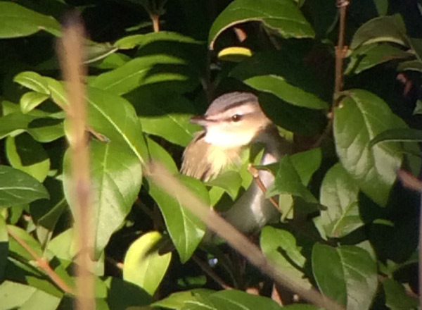 Red-eyed Vireo