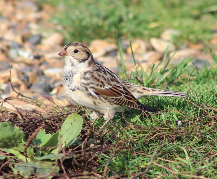 Lapland Bunting