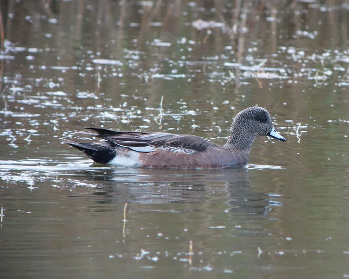American Wigeon
