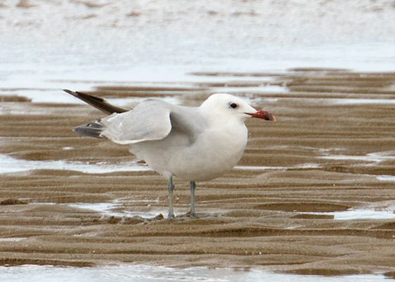 Audouin's Gull