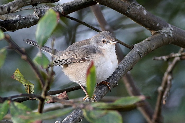 Subalpine Warbler