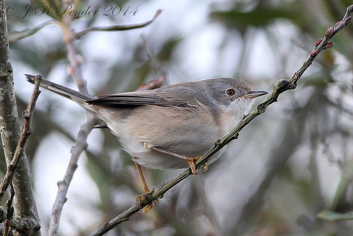 Subalpine Warbler