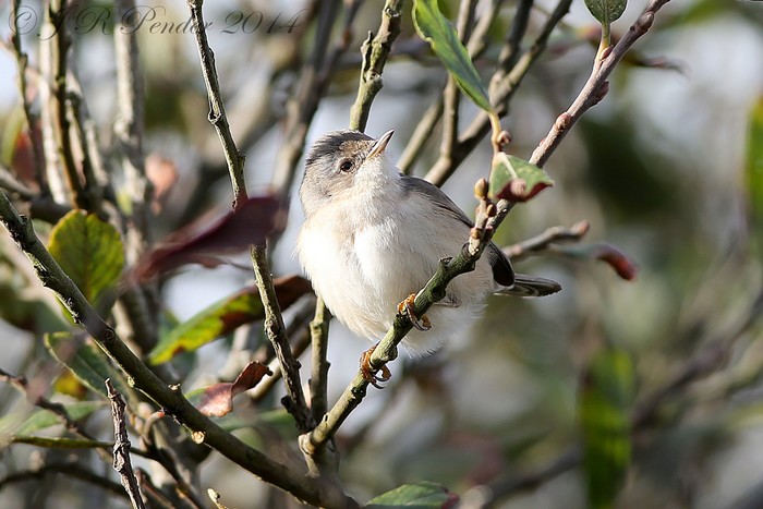 Subalpine Warbler